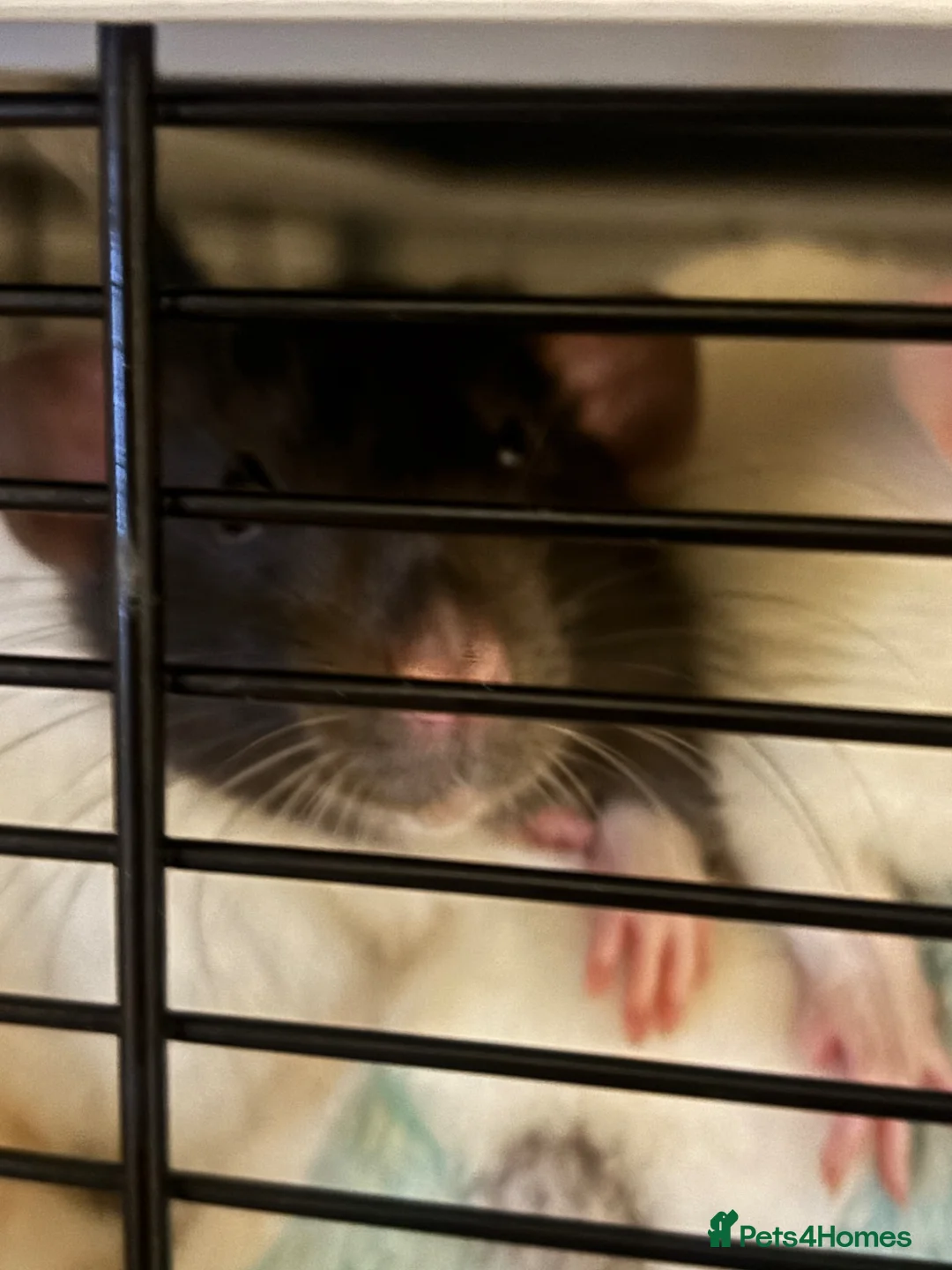 Rat rodents for sale: Two 5 month old male rats  in Paignton - Advert 2