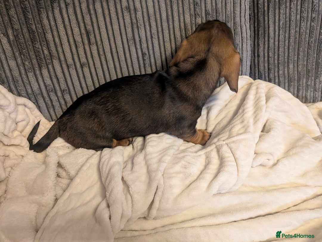 Dachshund dogs for sale: Dachshund puppies  - Advert 14
