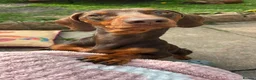 Dachshund dogs for stud: Beary Boy❤️ - Advert 7