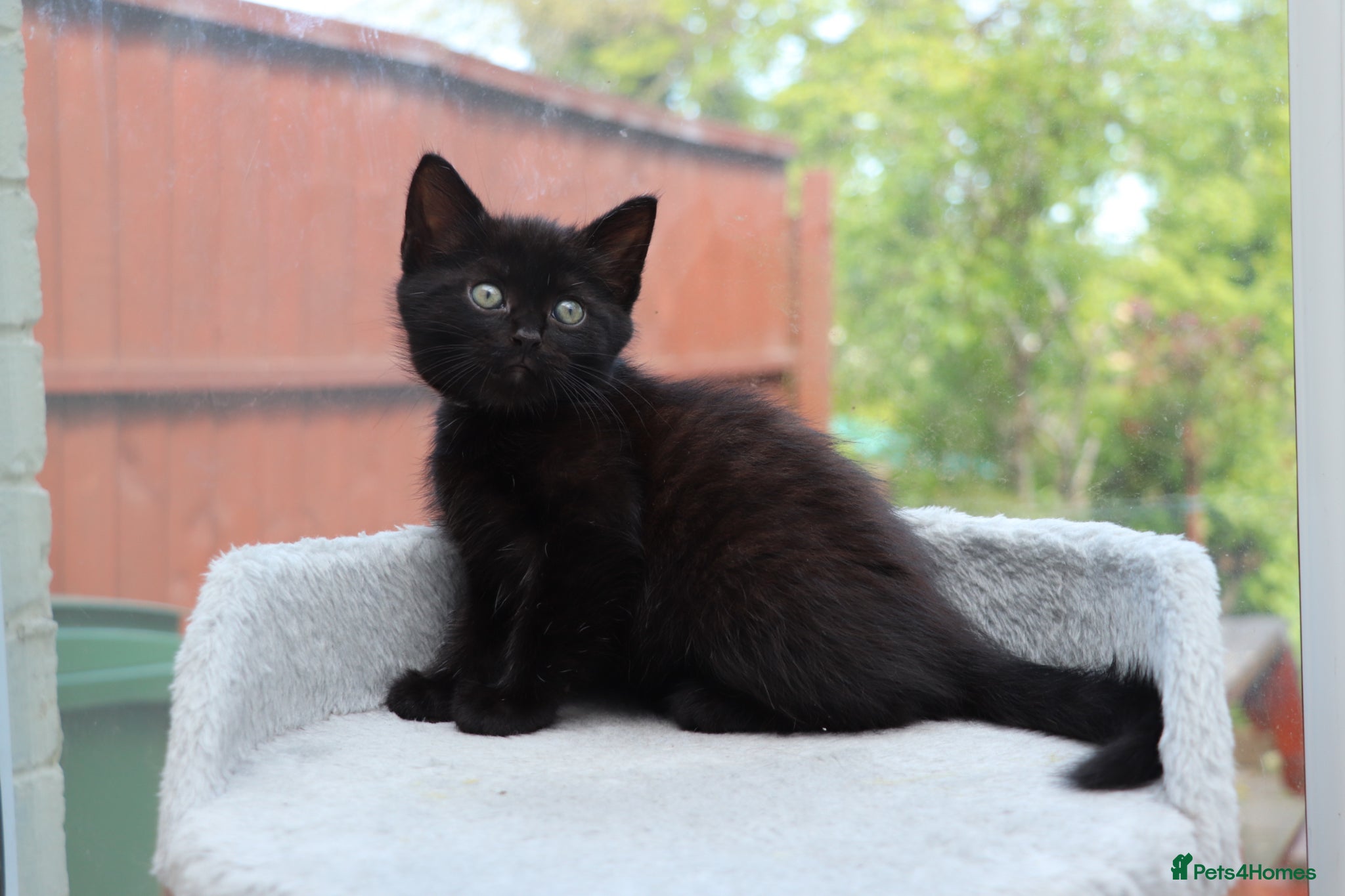 Domestic Shorthair cats Kittens Ready Next Week  - Advert 4