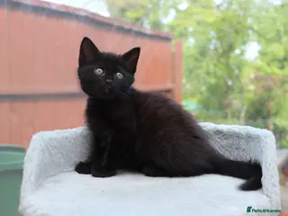 Domestic Shorthair cats Kittens Ready Next Week - Advert 3