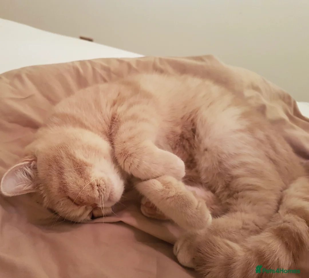 Exotic cats for sale: Beautiful pedigree girls, ready for Rehoming - Advert 7