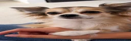 Chihuahua dogs for stud: Long haired chihuahua for stud - Advert 2