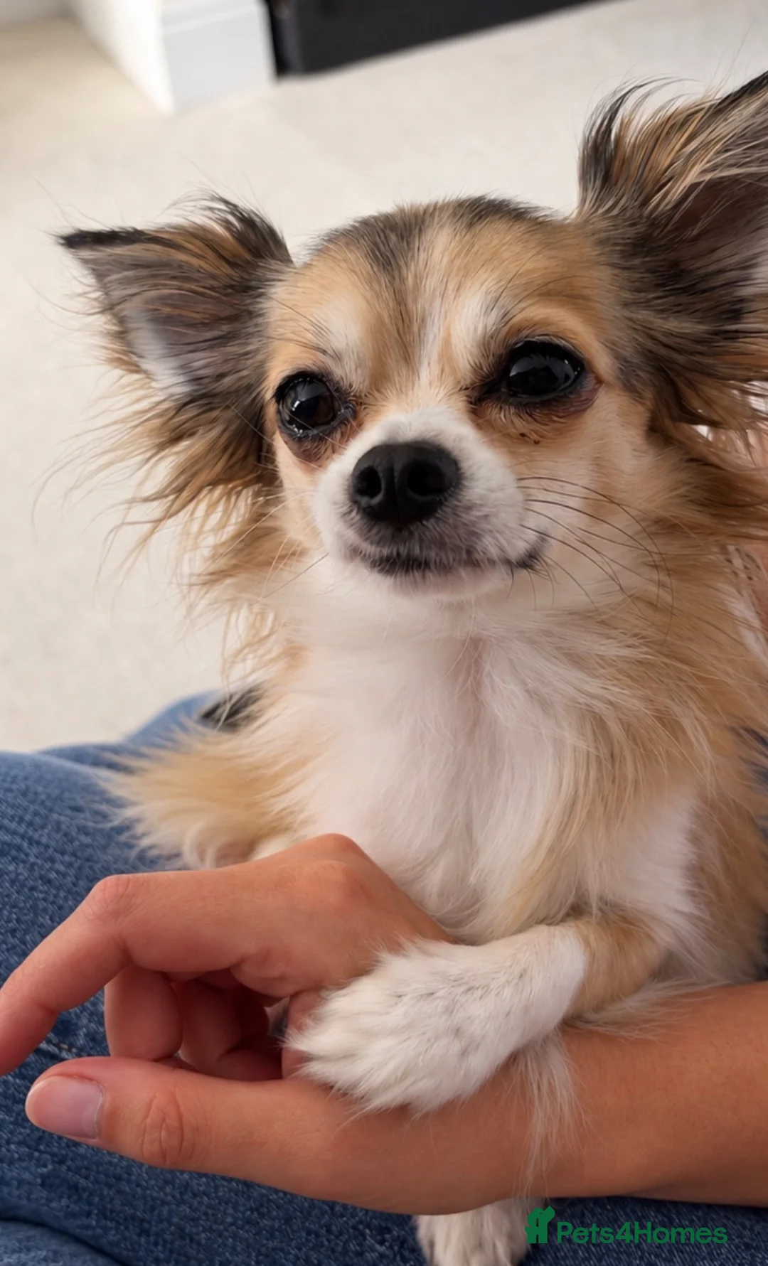 Chihuahua dogs for stud: Long haired chihuahua for stud - Advert 2