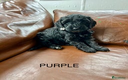 Cockapoo dogs for sale: Cockerpoo puppies - Image 4