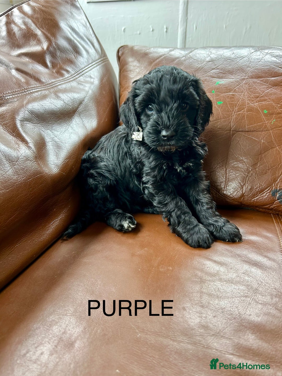 Cockapoo dogs for sale: Cockerpoo puppies - Image 4