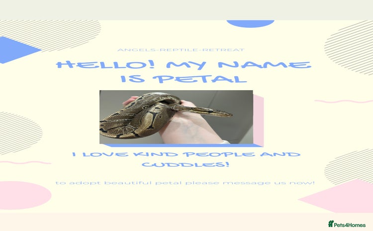 Mixed Breed reptiles - Advert 1