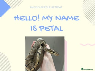 Mixed Breed reptiles - Advert 6