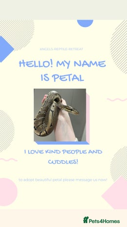 Mixed Breed reptiles - Advert 15