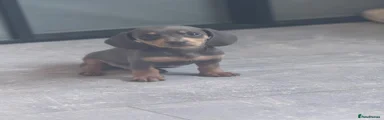 Miniature Dachshund 1