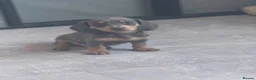 Miniature Dachshund dogs for sale: KC REGISTERED MINIATURE DACHSHUND PUPPIES in Ilkeston - Advert 2