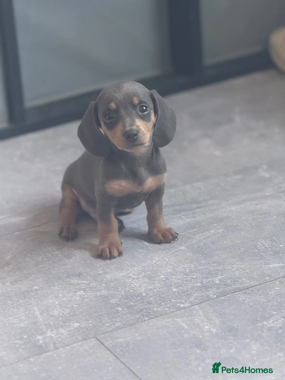 Miniature Dachshund dogs for sale: KC REGISTERED MINIATURE DACHSHUND PUPPIES in Ilkeston - Advert 2