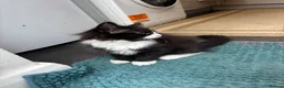Mixed Breed cats for sale: Half ragdoll kittens! - Advert 10