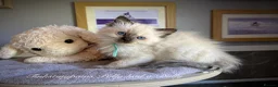 Ragdoll cats for sale: RAGDOLL Kittens  - Advert 4