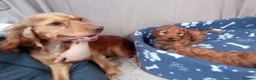 Cockapoo dogs for sale: Stunning red cockapoo/cavapoo puppies  in Coventry - Advert 16