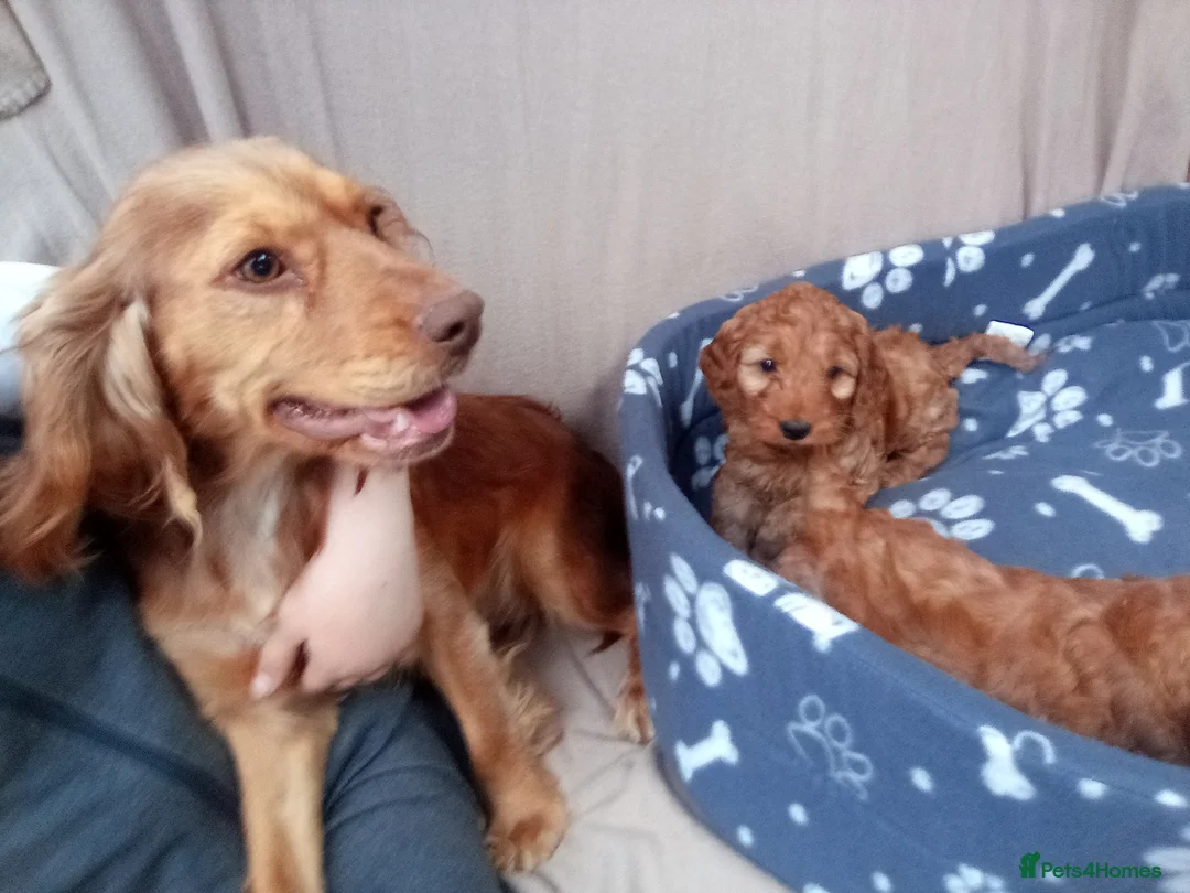 Cockapoo dogs for sale: Stunning red cockapoo/cavapoo puppies  in Coventry - Advert 16