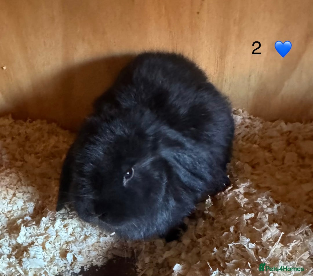 French Lop rabbits for sale: French lop - Image 4