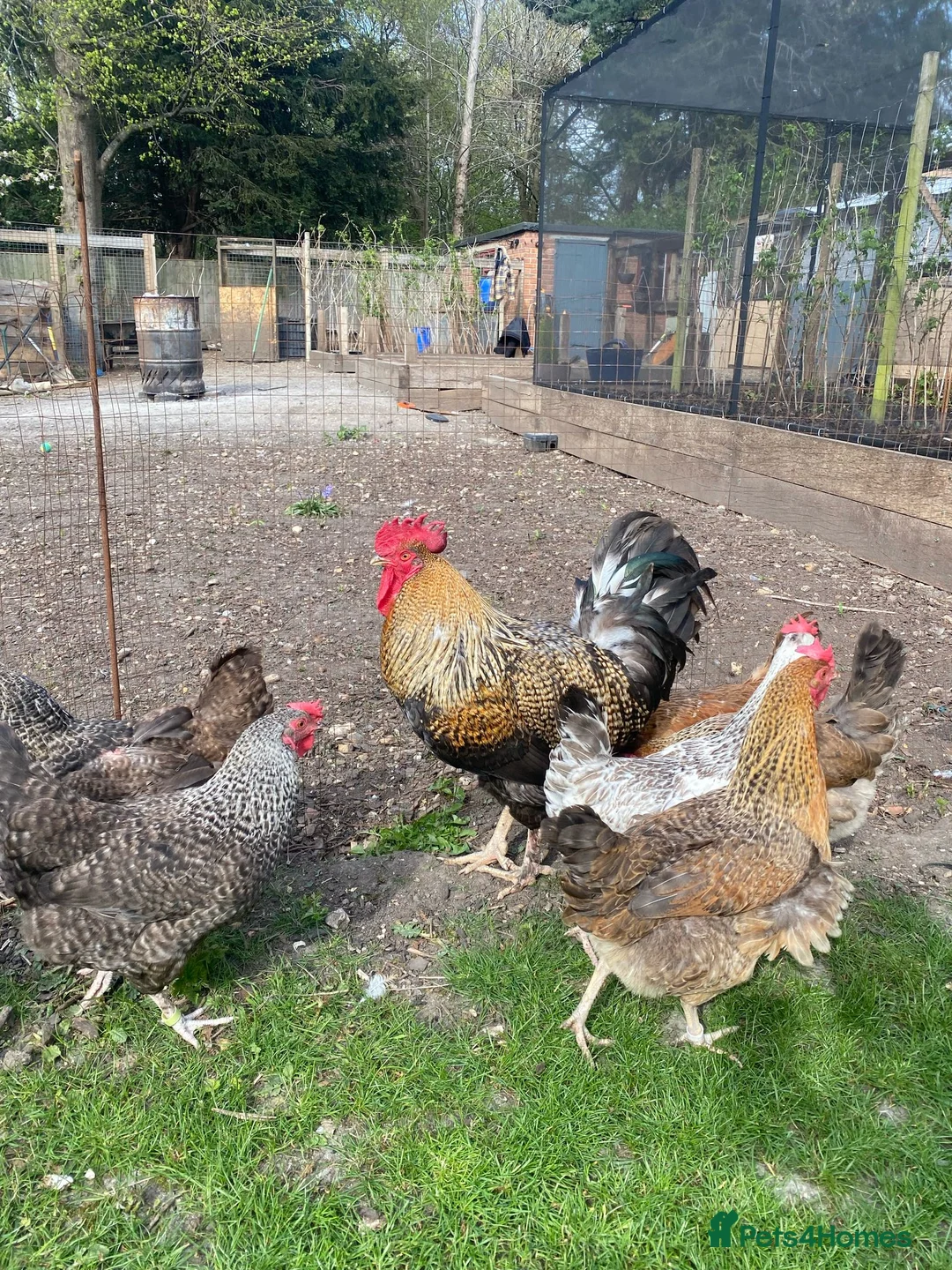 Mixed Breed livestock for sale: Hybrid Green, Dark Brown chicks & hatching eggs   - Advert 4
