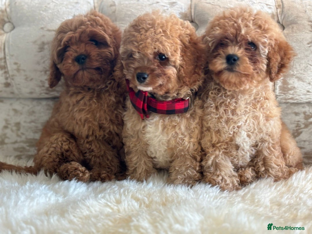 Cavapoochon dogs for sale: Stunning cavapoochon puppies  - Image 11