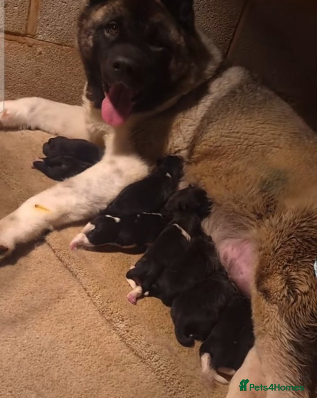 Akita dogs for sale: akita  - Advert 4