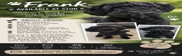 Jackapoo dogs for stud: Frank in Yeovil - Advert 2