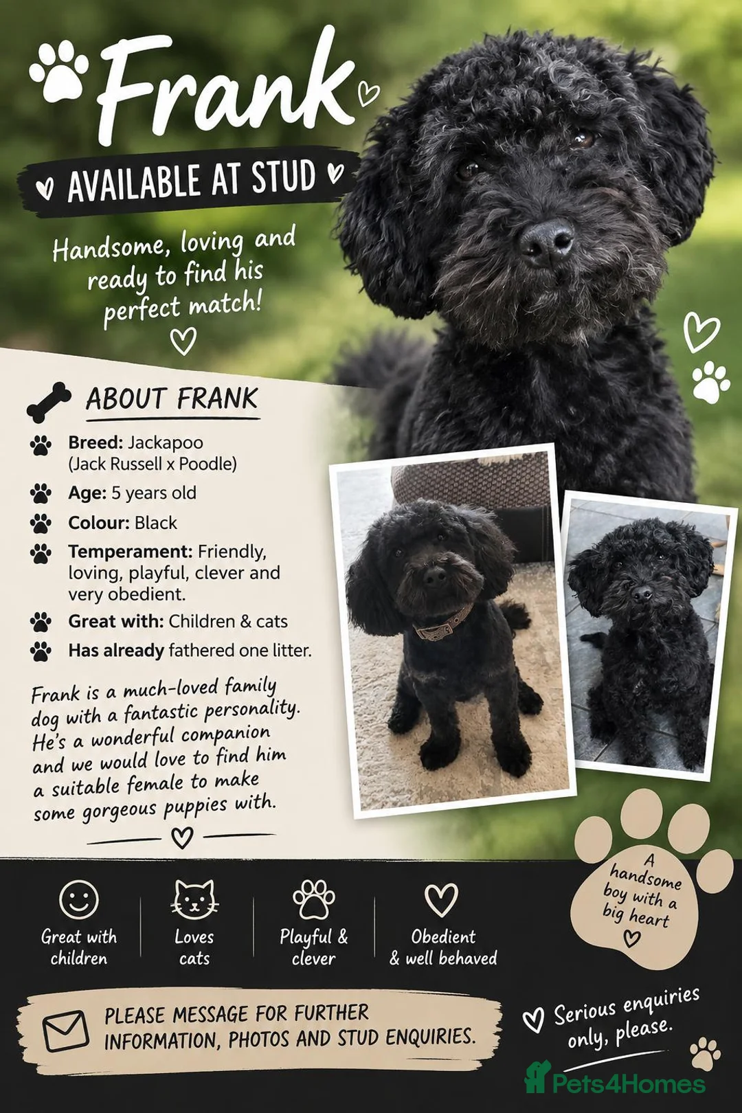 Jackapoo dogs for stud: Frank in Yeovil - Advert 2