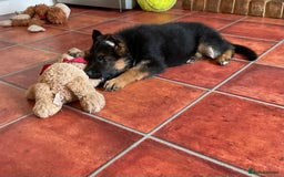German Shepherd dogs for sale: 25 years experience  breeding German Shepherds - Image 23