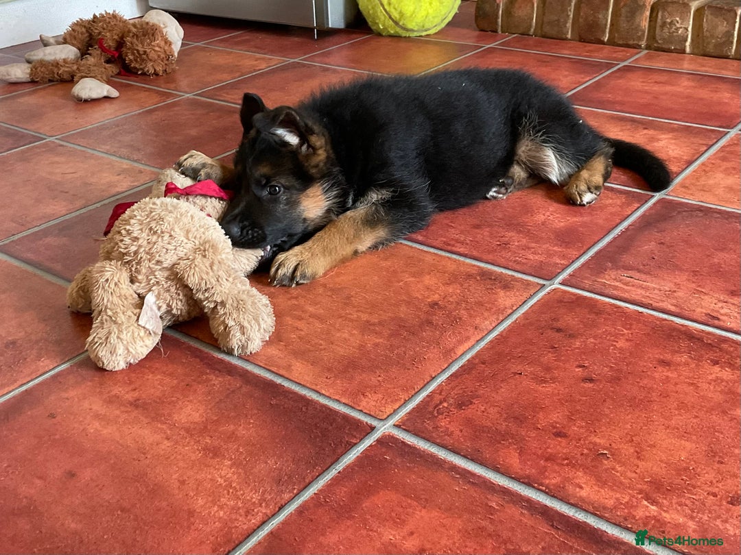 German Shepherd dogs for sale: 25 years experience  breeding German Shepherds - Image 23