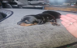 Dachshund dogs for sale: 3/4 Dachsunds  - Image 38