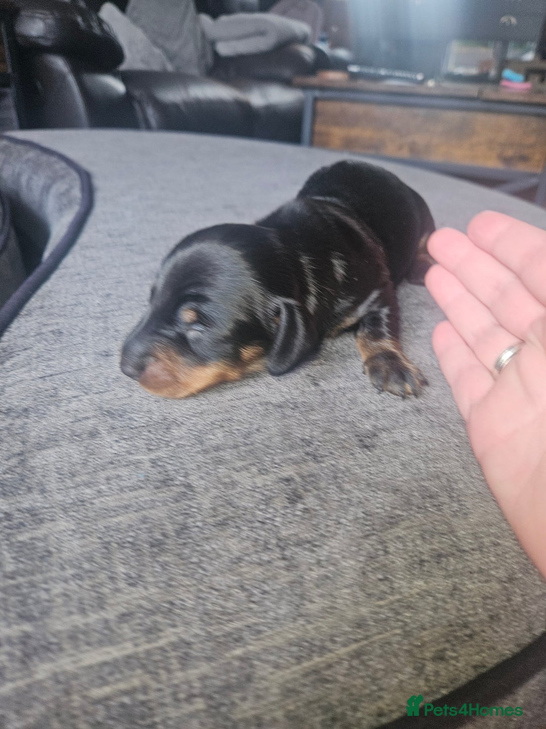 Dachshund dogs for sale: 3/4 Dachsunds  - Image 38
