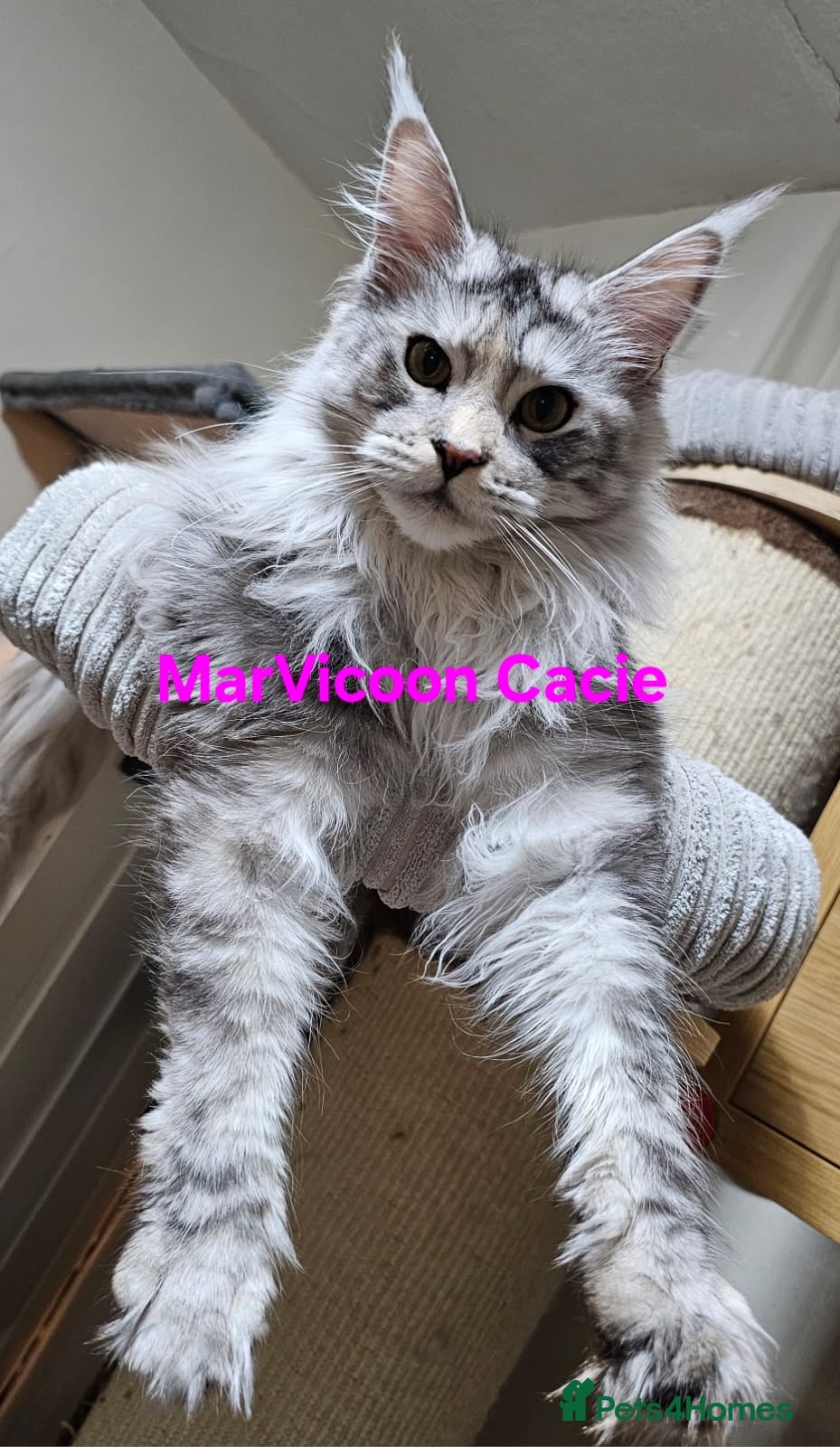Maine Coon cats Pure Maine Coon kittens available  - Advert 6