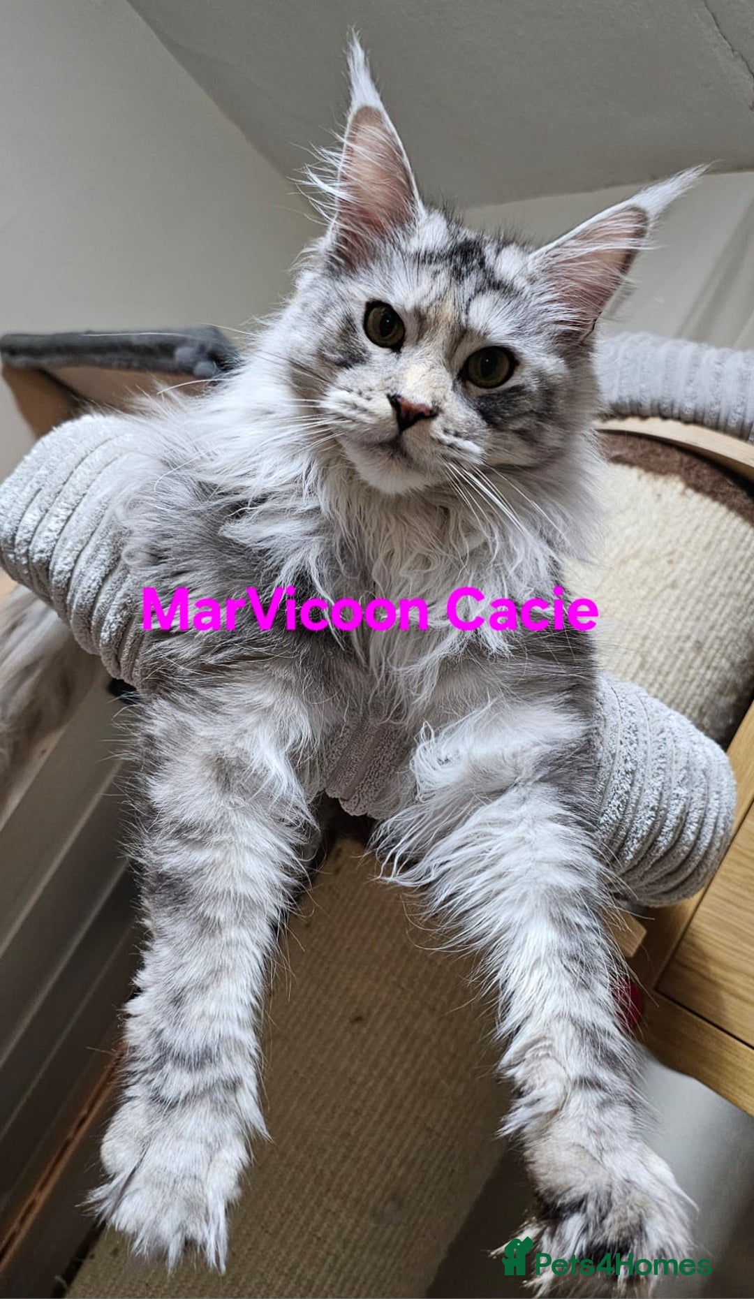 Maine Coon cats for sale: Pure Maine Coon kittens available  - Advert 1
