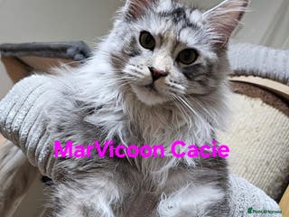 Maine Coon cats Pure Maine Coon kittens available - Advert 1