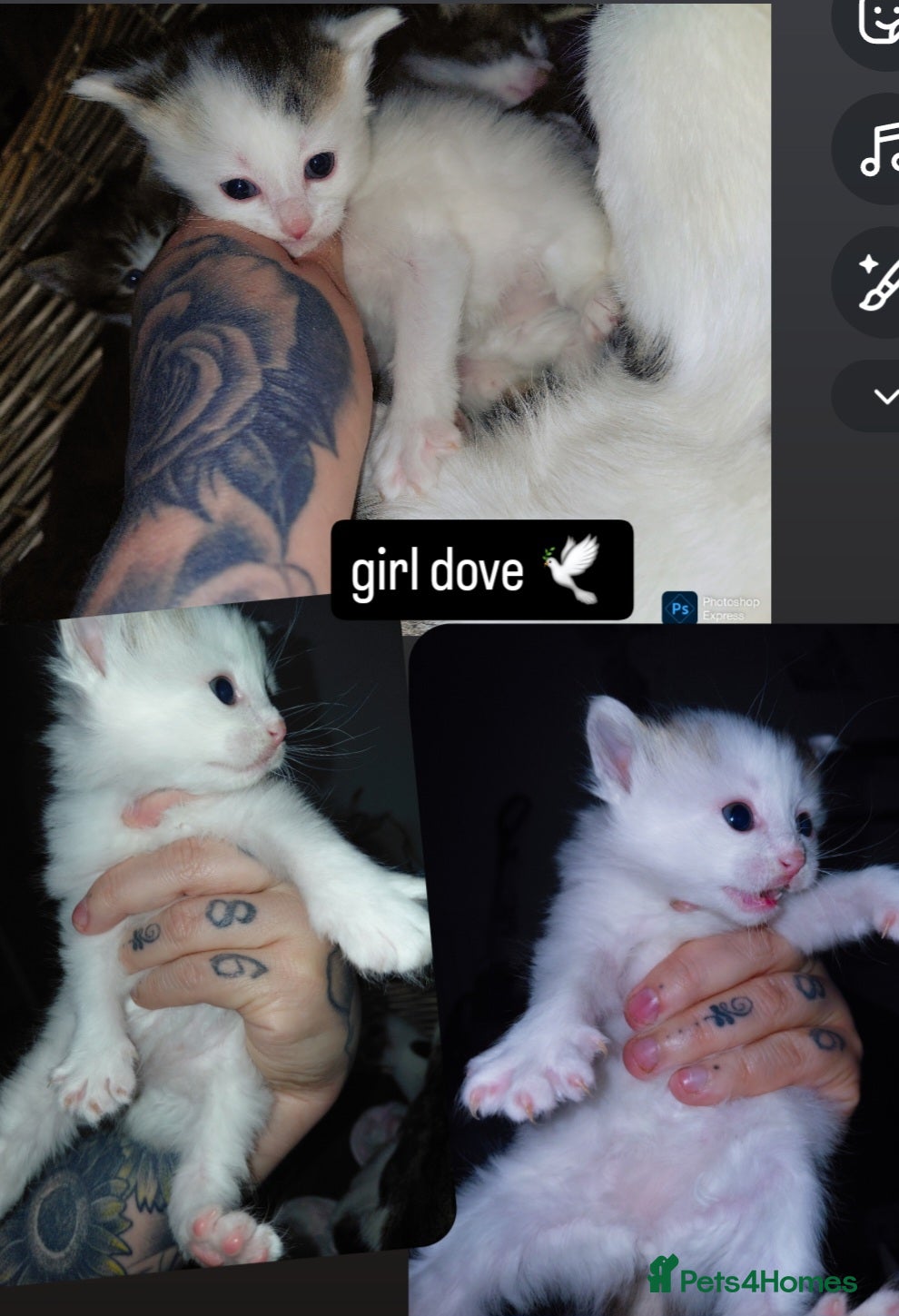 Mixed Breed cats mixed babies for sale  - Advert 20