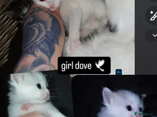 Mixed Breed cats mixed babies for sale - Advert 20