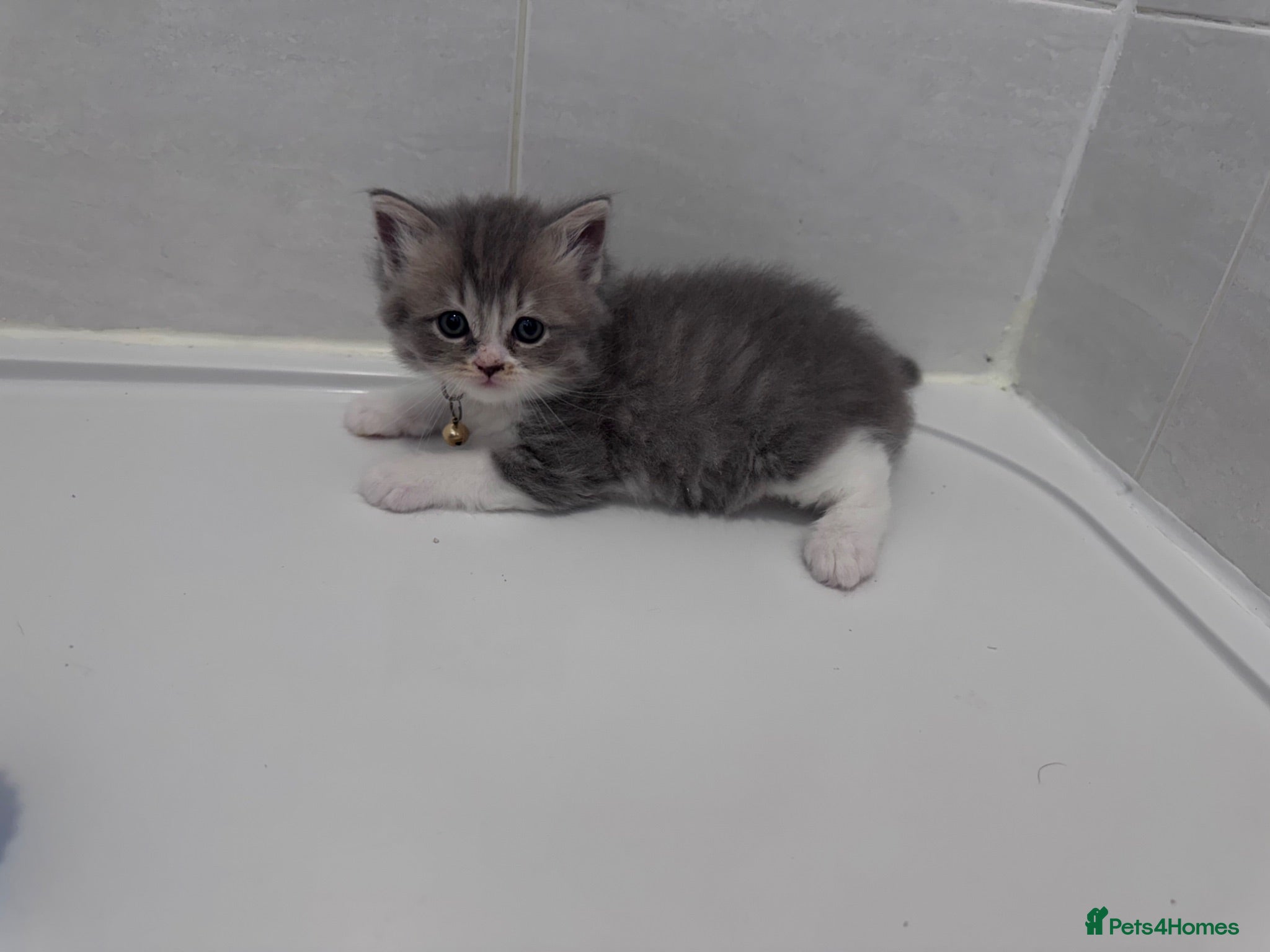 British Shorthair cats 🐾 Stunning British Shorthair × Persian Kittens 🐾 - Advert 15