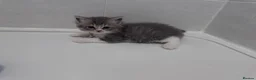 British Shorthair cats for sale: 🐾 Stunning British Shorthair × Persian Kittens 🐾 - Advert 2