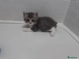British Shorthair cats 🐾 Stunning British Shorthair × Persian Kittens 🐾 - Advert 15