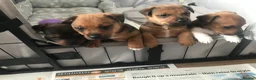 Jack Russell dogs for sale: Beautiful Jack Russel Puppies - Advert 11