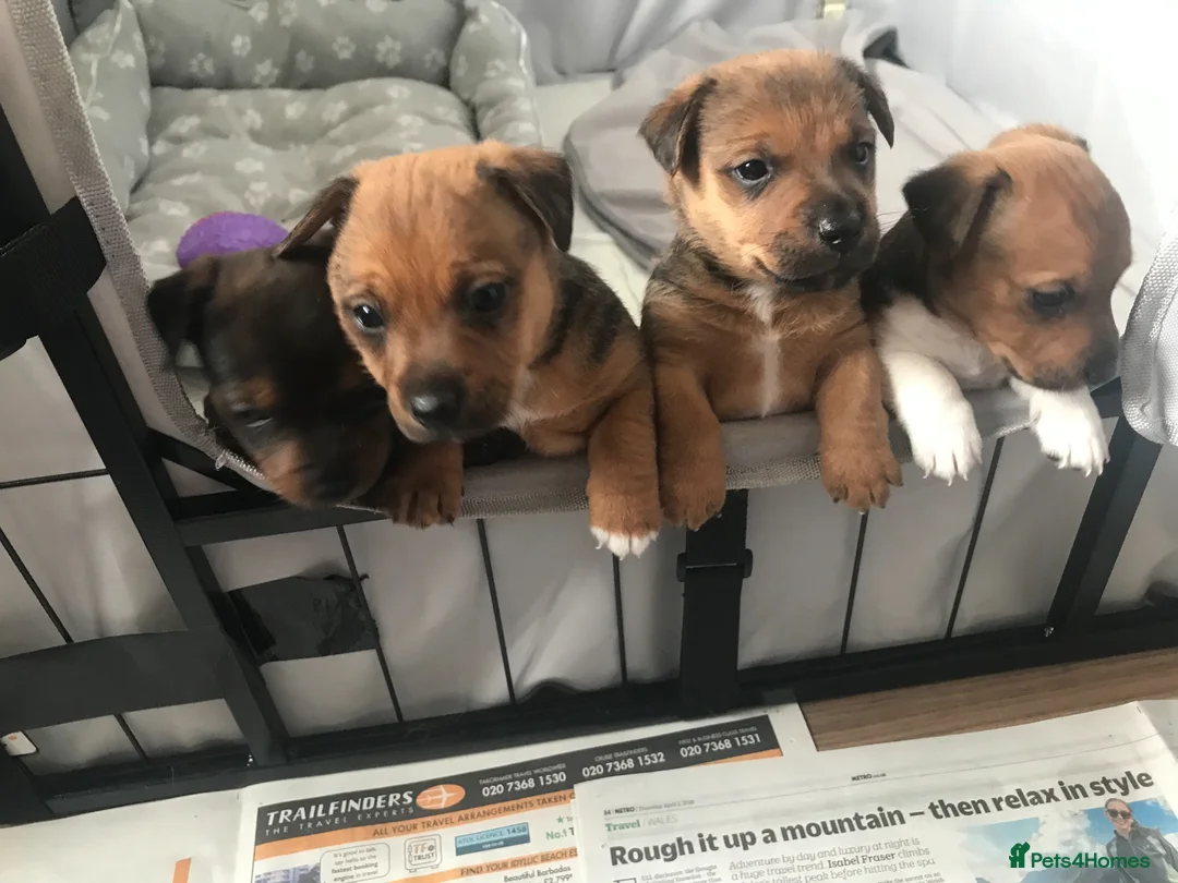 Jack Russell dogs for sale: Beautiful Jack Russel Puppies - Advert 11