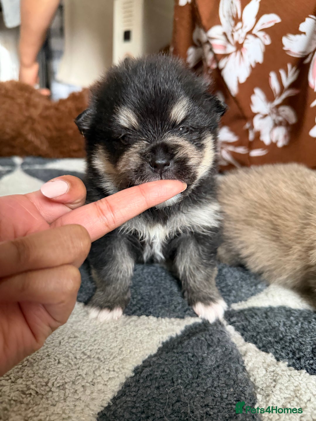 Pomeranian dogs for sale: EXTRA SMALL POMERANIAN PUPPIES  - Advert 24
