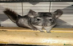 Chinchilla rodents for sale: Stunning little Female Chinchilla £80 - Image 9