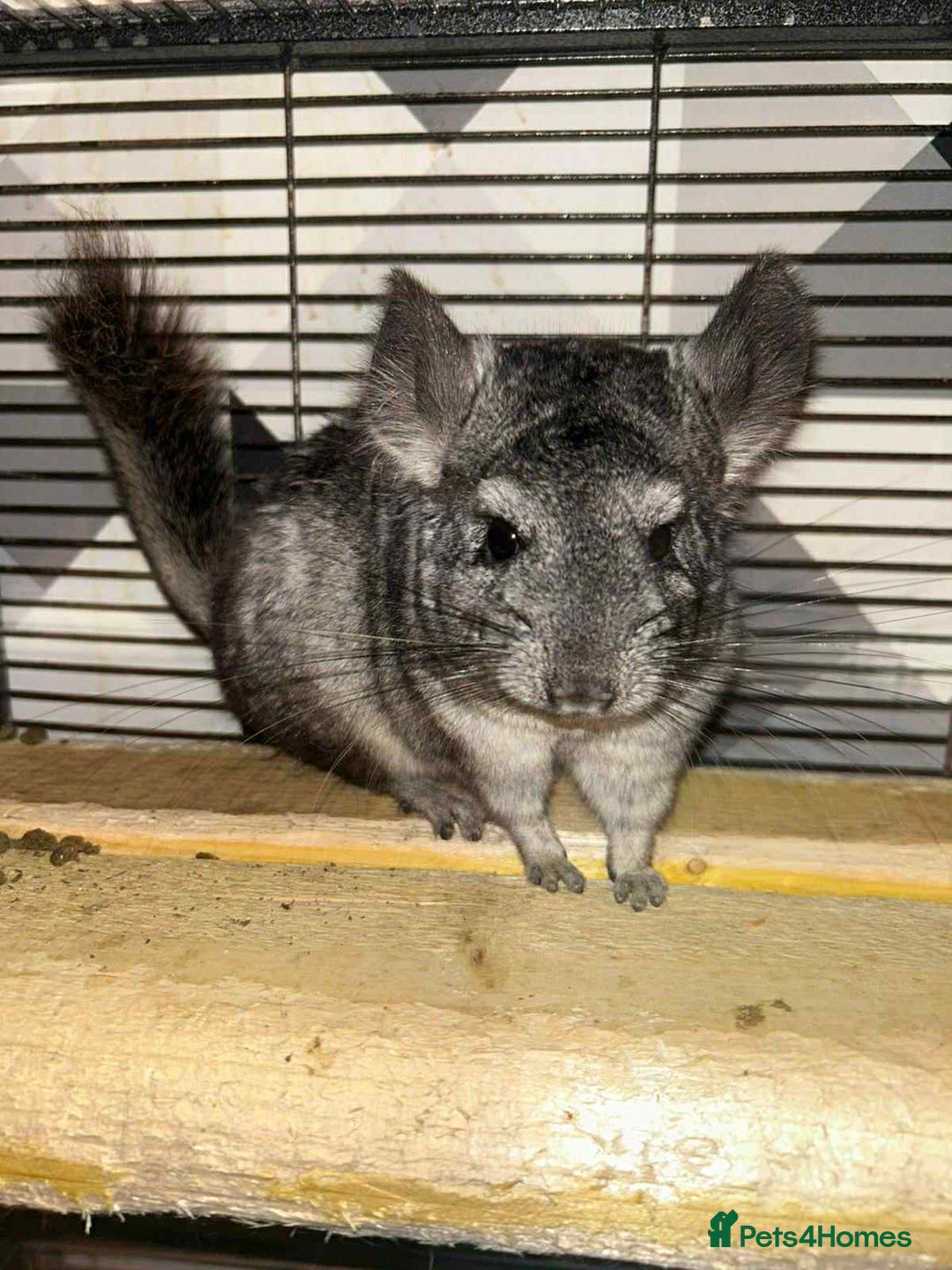Chinchilla rodents for sale: Stunning little Female Chinchilla £80 - Image 9