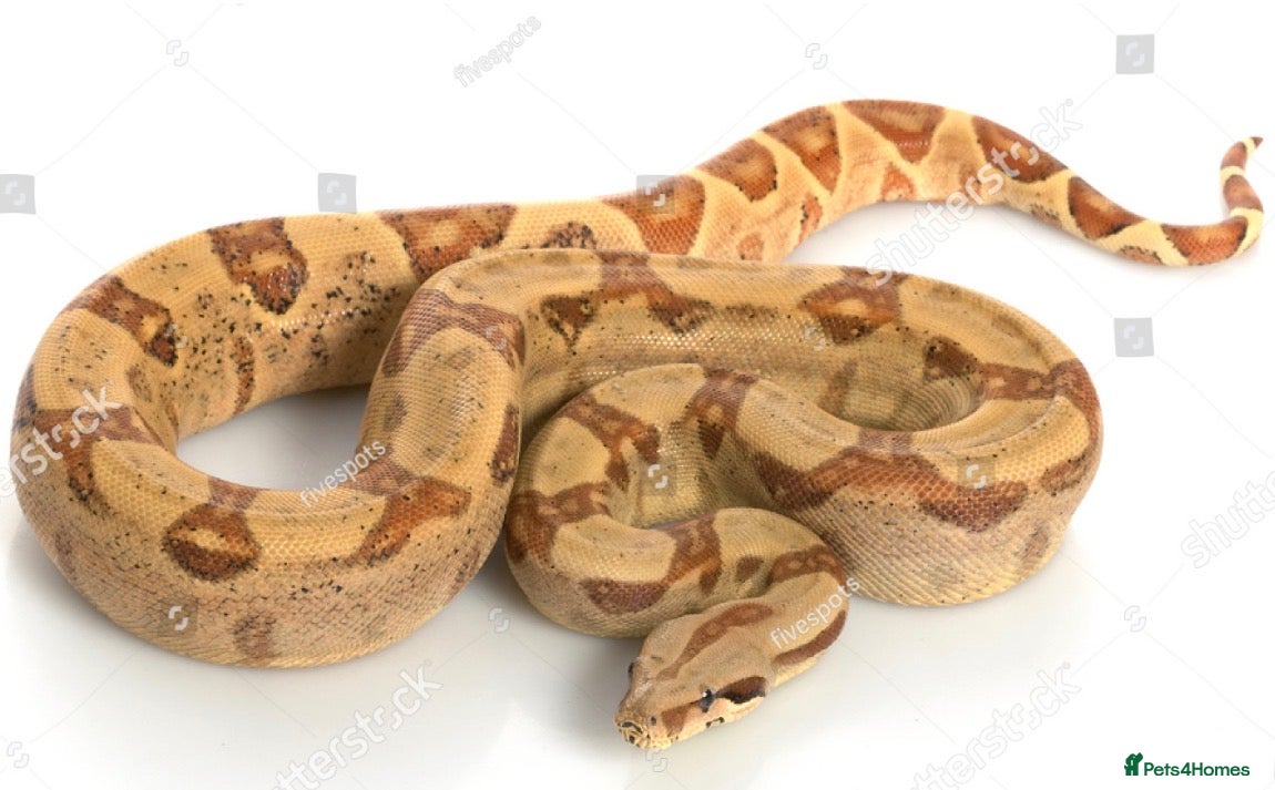 Python Snake reptiles Boa constrictors - Advert 7