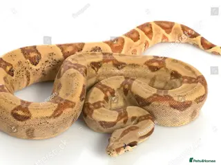 Python Snake reptiles Boa constrictors - Advert 7