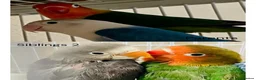 Lovebirds birds for sale: Hand-Reared Baby LoveBirds | Stunning Colours in Bedford - Advert 3