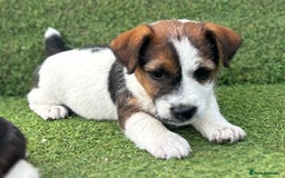 Jack Russell dogs for sale: Two Tri docked pure breed broken coated girl - Image 2