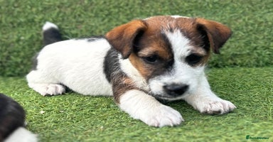 Jack Russell dogs - Advert 7