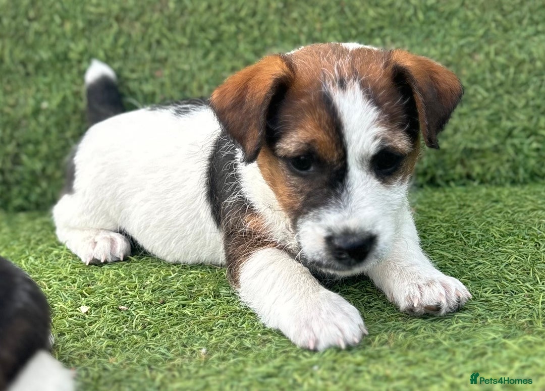 Jack Russell dogs for sale: Two Tri docked pure breed broken coated girl - Image 2