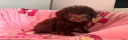 Jackapoo dogs for sale: Gorgeous Jackapoo puppies  - Advert 6